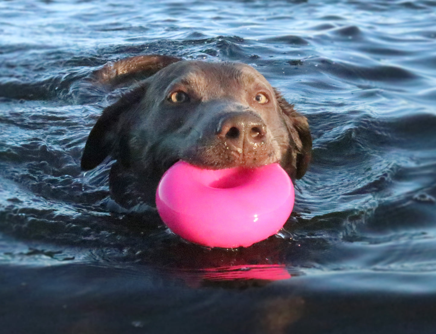 Dawg-nut XL - Jouets - Ruff dawg