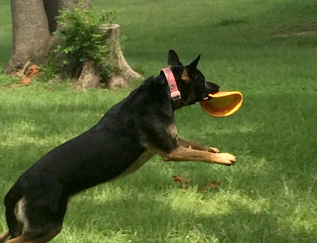 K9 flyer - Frisbee - Ruff dawg