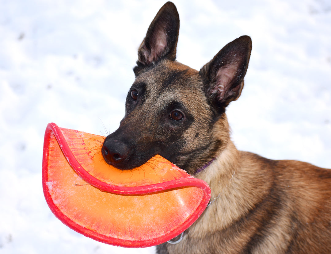 K9 flyer - Frisbee - Ruff dawg