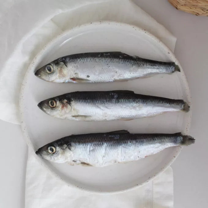 Sardines sauvages - Complément - Faim museau